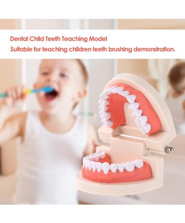 FGXY Standard Tooth Model - Educational Dental Model for Kids | Ideal for Dentists & Hospitals | Enhance Brushing Techniques - Buy Online on GoSupps.com