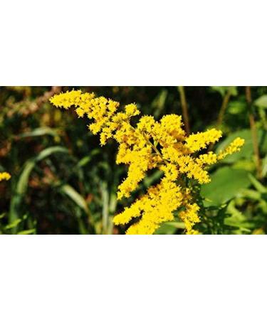 Indigo Herbs Goldenrod Powder 100g - Buy Online on GoSupps.com
