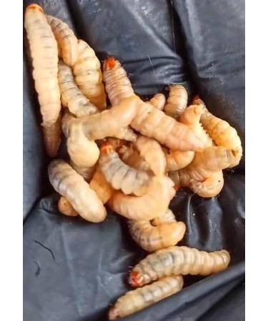 3 Pack Wax Moth Larvae Tincture 25% Galleria Mellonella Extract (Ognevka) - Natural Bee-Derived Liquid Concentrate for Respiratory Comfort & Balanced Wellness - 3 60 mL - Buy Online on GoSupps.com