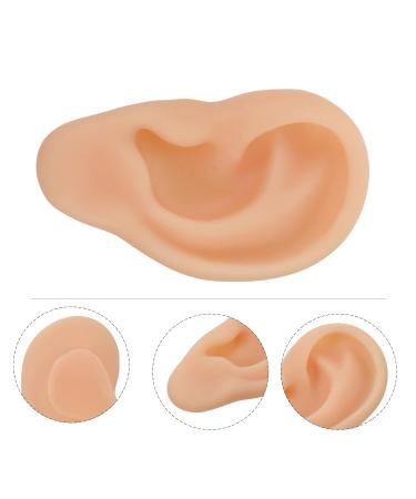 Buy Beavorty Ear Training Model - Realistic Left Ear Simulation for Teaching & Education | International Shipping Available - Buy Online on GoSupps.com