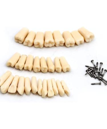 Dental Simulator Manikin Phantom Head - Training & Study Typodont Model with Removable 28 Teeth for Dental Exercises - Buy Online on GoSupps.com