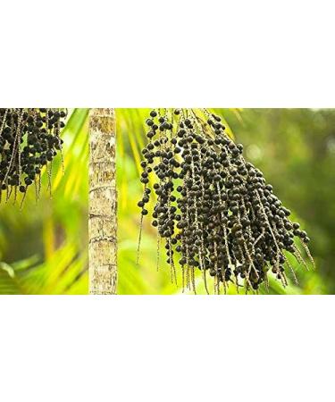 SuperVital Powder - Super-Food Mix for Smoothie - 500g (Quality Assured) - Buy Online on GoSupps.com