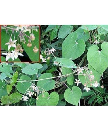 SENTA Veliparuthi (Pergularia Daemia) Powder 300 g - Buy Online on GoSupps.com