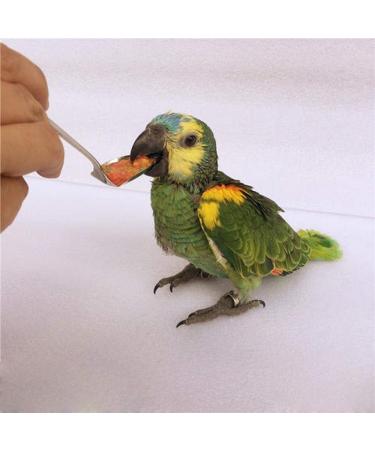 Birds Feeding Syringe Manual Feeding Rearing Gavage Curved Needle Medication Tube Birds Small Pet Feeding Syringe Bird Feeder (20ML) 20 ml - Buy Online on GoSupps.com