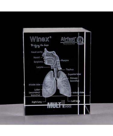 Model of The Human Respiratory System 3D Carved Crystal Medical aids - Buy Online on GoSupps.com