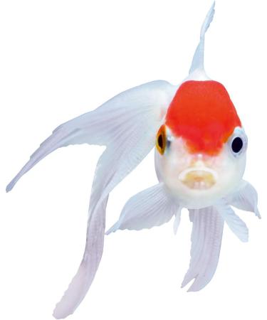 Sera Goldy Color Spirulina Nature 10L - Premium Goldfish Feed with 10% Spirulina for Vibrant Color & Healthy Growth | International Shipping Available - Buy Online on GoSupps.com
