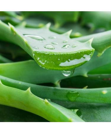 Buy Jurlique Exclusive Edition Aloe Vera Hand Cream - International Shipping Available - Buy Online on GoSupps.com