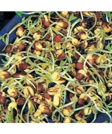Potseed Organic Bean Germinating Seeds 200 gm - Buy Online on GoSupps.com