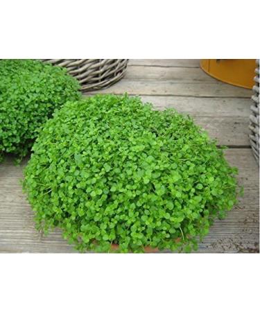 Mini Mint Corsican Mint - Buy Online on GoSupps.com