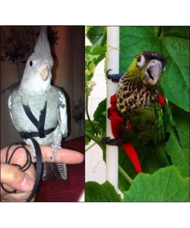AVIATOR Bird Harness & Leash - XXS Red Made in America | Best International Shipping for Pet Birds - Buy Online on GoSupps.com