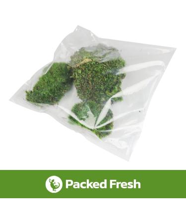 Swell Reptiles Carpet Live Natural Moss Single Pack. For Terrariums And Vivariums Moss Carpet - Buy Online on GoSupps.com