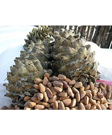 4 Pound (1816 grams) Shelled roasted pine nuts Grade A from Northeast China. - Buy Online on GoSupps.com