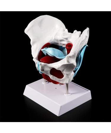 Women's Female Model with Pelvic Floor Muscle Model Natural Laboratory Size - Buy Online on GoSupps.com