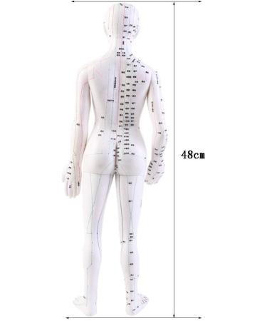 Model Anatomy Professional Medical Acupuncture 48Cm 19" - Buy Online on GoSupps.com