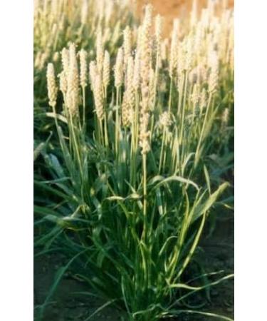 Psyllium Seed Blond Powder - Plantago ovata (454g One Pound) Brand: Herbies Herbs