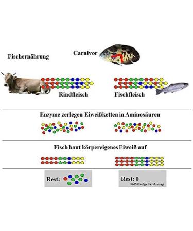 JBL NovoFect 30248 - Complete Food Tablets for Herbivorous Aquarium Fish | 250 ml Pack - International Shipping Available - Buy Online on GoSupps.com