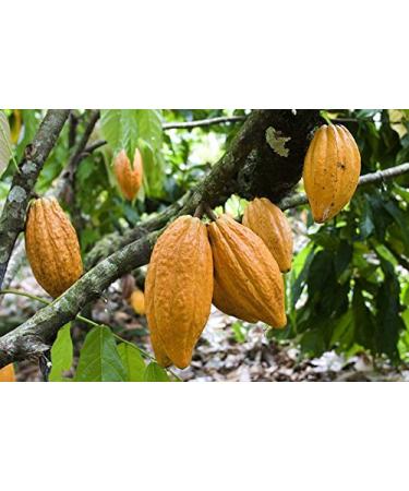 Kiva Raw Organic Cacao Powder - 1lb Unsweetened Dark Chocolate, Premium Criollo Beans, Keto & Paleo Friendly - Buy Online on GoSupps.com