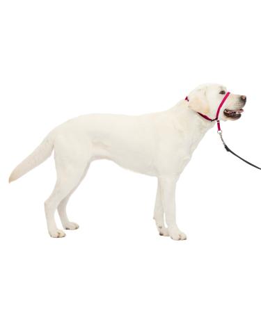 PetSafe Gentle Leader Collar with Training DVD Raspberry Large 60-130 Lb.