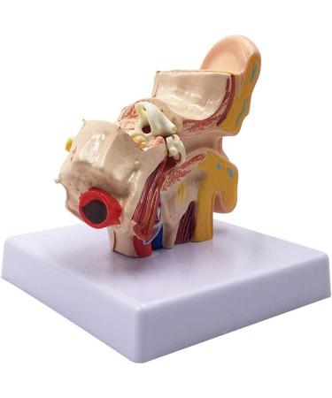 Human Ear Model 1.5 Times Natural Size Model with 2 Parts Illustrating Ear Regions Ear Cleaner Humans - Buy Online on GoSupps.com