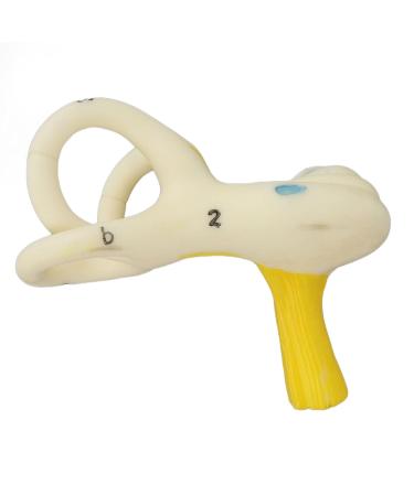 Highly Detailed Inner Ear Labyrinth Model - 5X Magnification PVC Semicircular Canal - Ideal for Teaching and Education - Buy Online on GoSupps.com