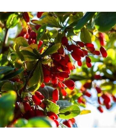 1kg dried barberry - high quality dried fruit from wild harvest unsulphured and sugar-free - Buy Online on GoSupps.com