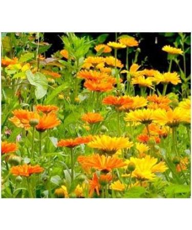 Buy Eye Herb Ring Flower 360 Capsules | Lutein & Zeaxanthin Vital Complex for Eye Care | Pure Nature - No Additives - Buy Online on GoSupps.com