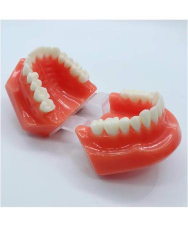 Buy DYTAH Teeth Model for Adults - Standard Typodont for Teaching & Study - Ideal for Dental Demonstrations | International Shipping Available - Buy Online on GoSupps.com