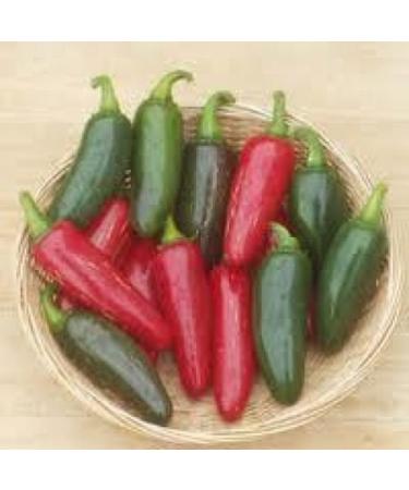 25 SEMI Jalapeno M Hot Pepper 2018