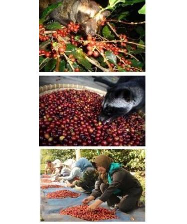 C&T Kopi Luwak Coffee 200g Whole Beans | Rare Indonesian Cat Coffee Beans | Luwak Coffee Arabica Coffee Beans from Free-Range Animals - Buy Online on GoSupps.com