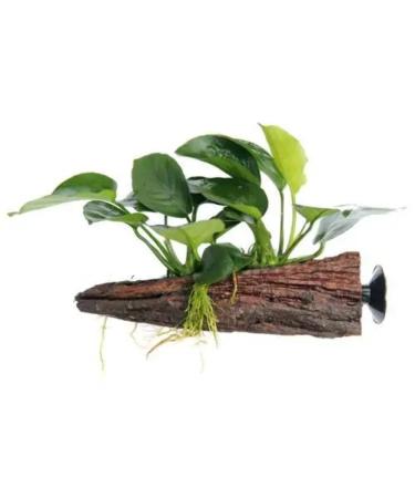 Anubias on Wood - Floating. Adds 3D Effect in a Planted Tank