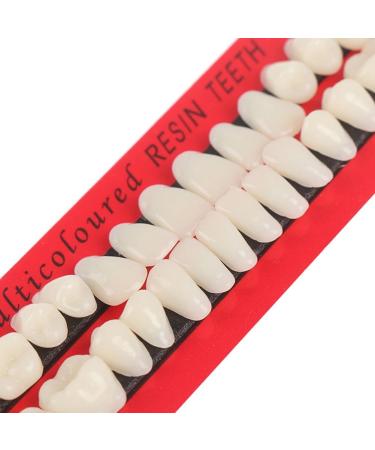 84 pcs Teaching Mold False Teeth DIY Acrylic Resin Denture Upper Lower Temporary Crowns Fake Tooth Cosplay Costume False Teeth for Halloween Makeup Party Ornament Supplies (Slightly Yellow) - Buy Online on GoSupps.com