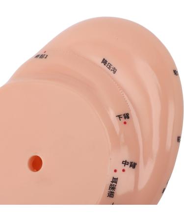 Premium Ear Acupuncture Model - 13 cm PVC Display for Acupuncture Learning & Accessories - Buy Online on GoSupps.com