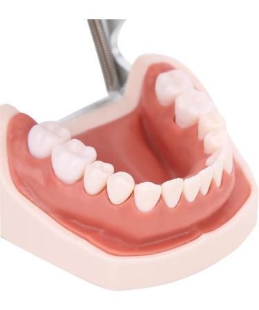 28-Part Removable Tooth Set | Durable Artificial Teeth for Typodont Teaching & Halloween Props - Buy Online on GoSupps.com