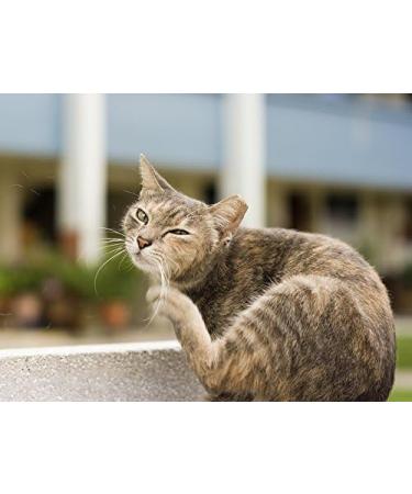 Cat Skin Soother - Allergy Relief Chewable Treats for Cats | Advanced Itching Solution with Nettle - 75 Chews - Buy Online on GoSupps.com