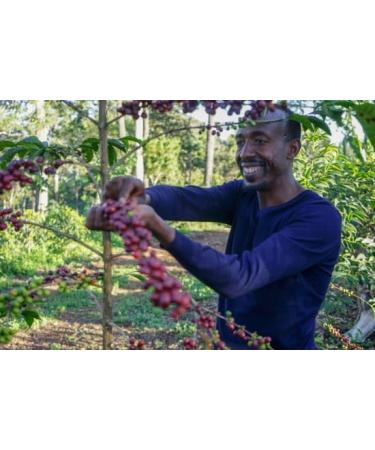 West End Coffee Roasters Ethiopia Organic Guji Kayon Mountain Farm - 29 Top Grade Single Origin Medium Roast Whole Bean (12oz/340.2g x 3) Ethiopia Organic Guji 29 - med roast 113.33 g (Pack of 3) - Buy Online on GoSupps.com