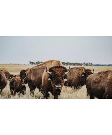 Tallow Balm - Bison Tallow Lip Balm Set of 2 | Natural & Moisturizing Vanilla Peppermint Lip Balm for Chapped Lips | International Shipping Available - Buy Online on GoSupps.com