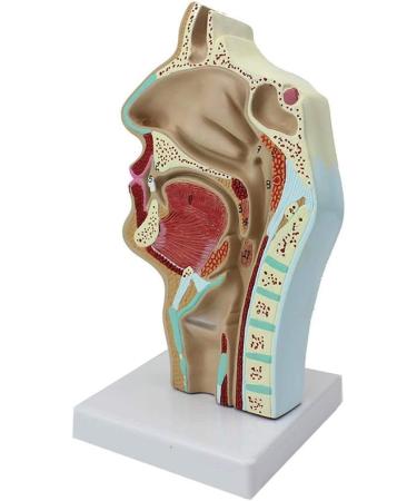 Model of The Nasal Cavity - 1: 1 Life Size Oral Neck Anatomical Model Nasopharyngeal cave - Training aid Medical Training Materials - Buy Online on GoSupps.com
