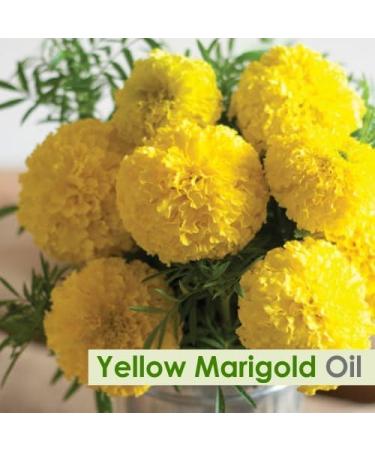 Buy Yellow Marigold Essential Oil 500ml - Pure Natural Therapeutic Aromatherapy - Uncut & Undiluted - Buy Online on GoSupps.com