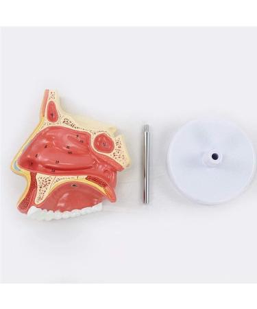 Anatomical Model Throat Nose Model of The Mouth of Nasal Cavity Medical Anatomical - Buy Online on GoSupps.com