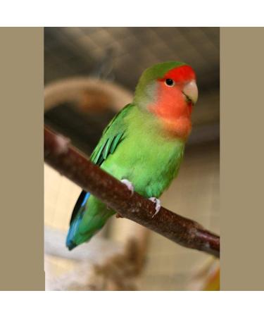 Birds LOVE All Natural Garden Blend 2lb - Small Birds - Pack of 1 - Buy Online on GoSupps.com