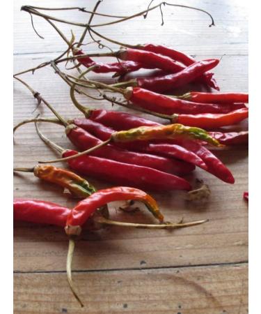  Magic Garden Seeds Thai chili pepper Prik Kee Noo Capsicum frutescens approx 10 seeds - Buy Online on GoSupps.com