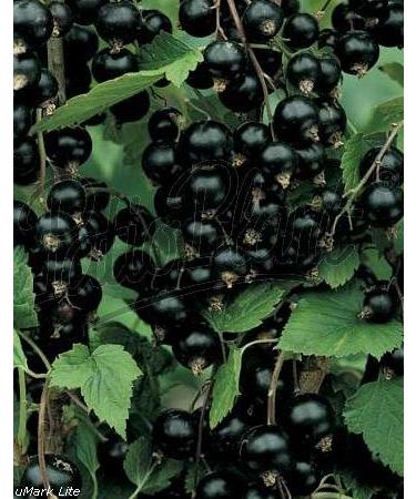 Blackcurrant (Ribes nigrum)