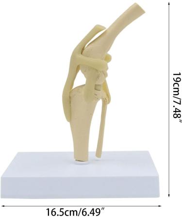 Anatomical Model Knee Joint Model Articulation of The Dog Knee with Flexible Ligaments for The Veterinary Medical Office for Pets of The - Buy Online on GoSupps.com