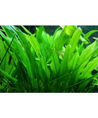 PondPlantsUK - Echinodorus Amazonicus (Amazon Sword) - submerged - Aquarium 10 Strands