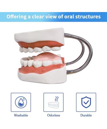 Foragrl 6x Enlarged Teeth Mouth Model | Metal Hinge | Complete PVC Speech Therapy Tool with Removable Tongue - Easy to Use for International Shipping - Buy Online on GoSupps.com
