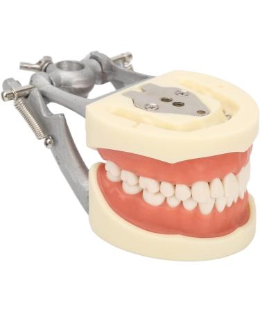 Teeth Model - Teaching Standard Typodont Demonstration Model with 32 Teeth & Soft Gums | Learn Tooth Morphology | International Shipping Available - Buy Online on GoSupps.com