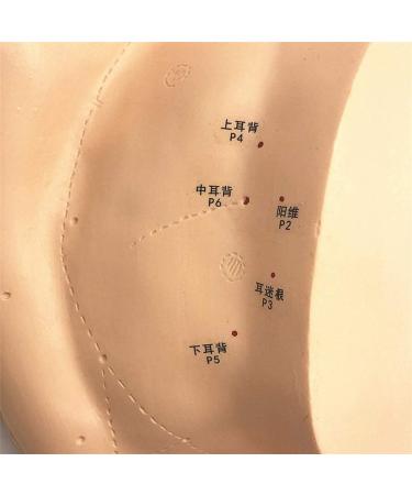 Human Body Model Acupuncture Pressure Points and Meridians 40cm - Buy Online on GoSupps.com