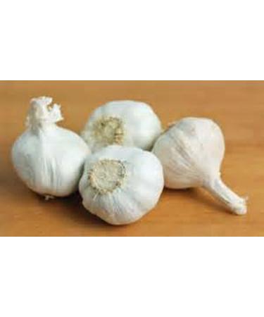 GARLIC BULB (20 Pack), FRESH CALIFORNIA SOFTNECK GARLIC BULB FOR PLANTING AND GROWING YOUR OWN GARLIC 20 Count (Pack of 1)