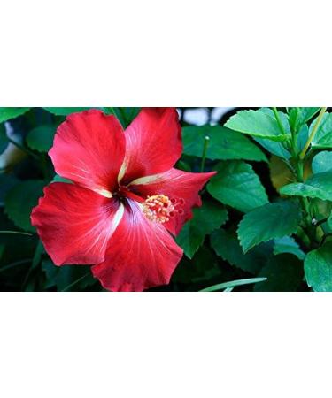 Indigo Herbs Hibiscus Flower Powder 100g - Buy Online on GoSupps.com