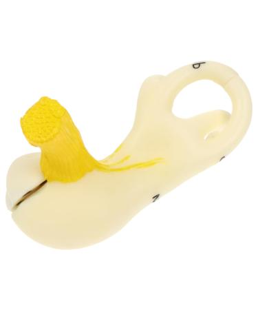 Mobestech Ear Labyrinth Model Ear Anatomy Model Ear Model with Base Ear Shape Structure Model Anatomy Ear Model Teaching Prop Realistic Ear Model Human Ear Model Ear Display Model